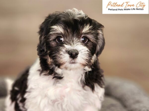 Havanese Dog Male Blk & Wht 18451 Petland Iowa City, Iowa