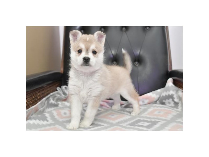 Alaskan Klee Kai Dog Male Black White / Silver 18463