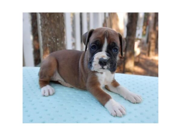 Boxer Dog Male Mahogany 18466 Petland Iowa City, Iowa