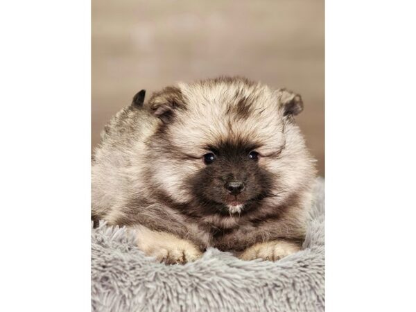 Keeshond-Dog-Female-Tawny-18469-Petland Iowa City, Iowa