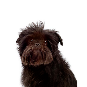 Petland Iowa City, Iowa Affenpinscher