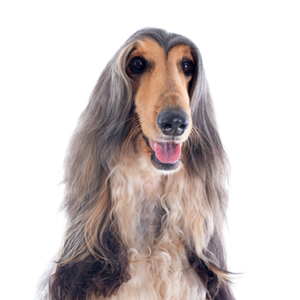 Petland Iowa City, Iowa Afghan Hound