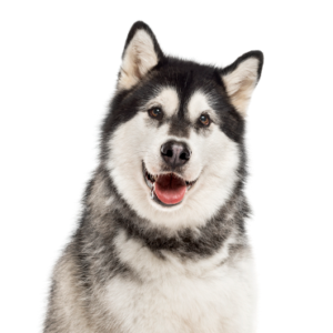 Petland Iowa City, Iowa Alaskan Malamute
