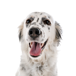 Petland Iowa City, Iowa English Setter