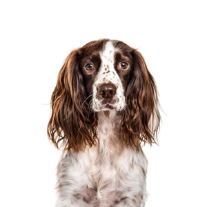 Petland Iowa City, Iowa English Springer Spaniel