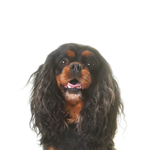Petland Iowa City, Iowa English Toy Spaniel