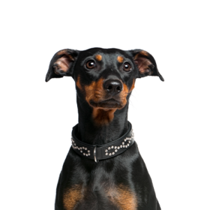 Petland Iowa City, Iowa German Pinscher