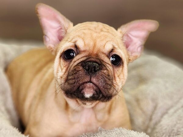 French Bulldog Dog Male fn 18396 Petland Iowa City, Iowa