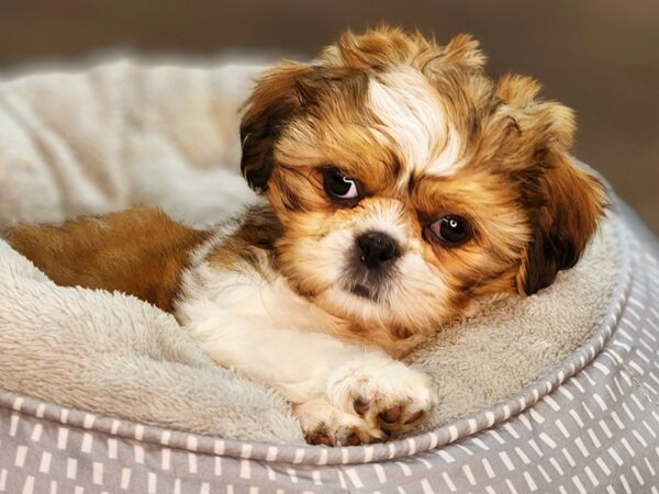 Shih Tzu-Dog-Female-Brwn & Wht-18409-Petland Iowa City, Iowa