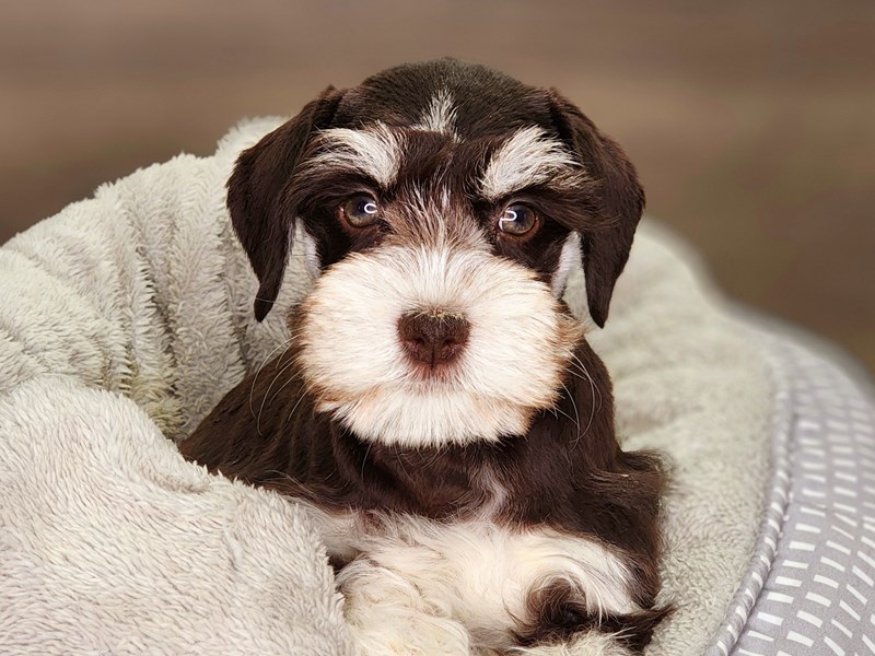 Miniature Schnauzer Small Animal Chocolate ID:18434 Located at