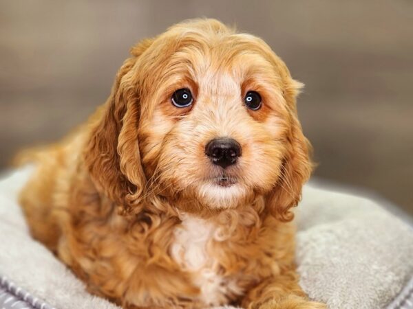 Goldendoodle Mini 2nd Gen Dog Female Apricot 18437 Petland Iowa City, Iowa