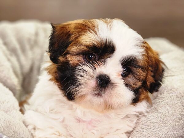 Shih Tzu Dog Male tri 18426 Petland Iowa City, Iowa