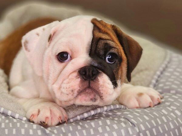 Bulldog/Mini Bulldog-Dog-Female-fn-18446-Petland Iowa City, Iowa