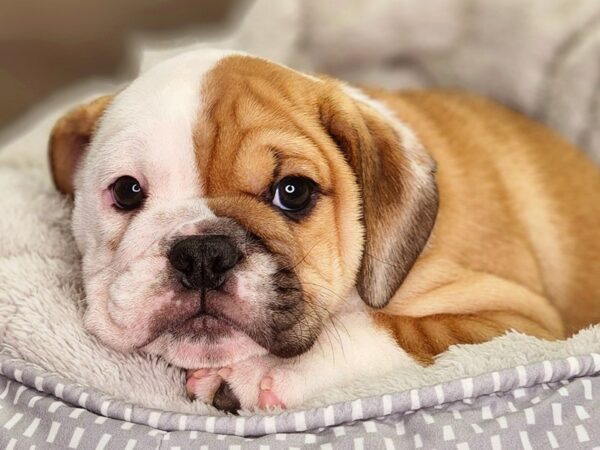 Bulldog/Mini Bulldog-Dog-Female-fn, wh mkgs-18447-Petland Iowa City, Iowa