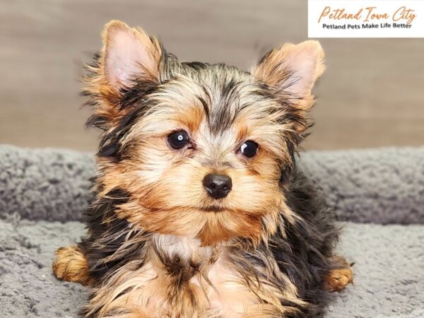 Yorkshire Terrier Dog Male bl & gld 18449 Petland Iowa City, Iowa