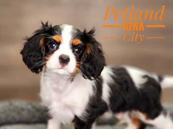 Cavalier King Charles Spaniel Dog Male Tri-Colored 18453 Petland Iowa City, Iowa