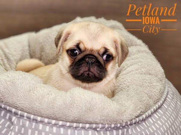 Pug-Dog-Male-Fawn-18462-Petland Iowa City, Iowa