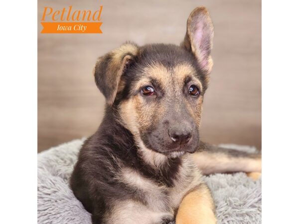 German Shepherd Dog Male Black / Tan 18477 Petland Iowa City, Iowa