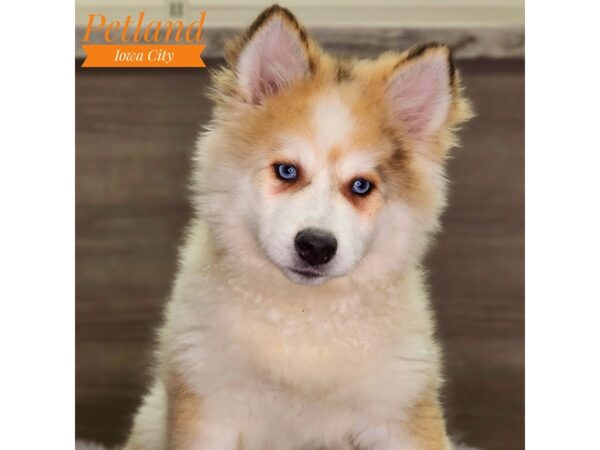 Pomsky 2nd Gen Dog Male Red Merle 18479 Petland Iowa City, Iowa