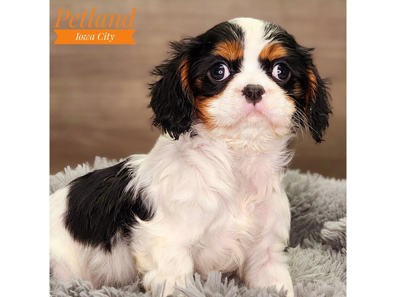 Cavalier King Charles Spaniel Dog Female Black / White 18468