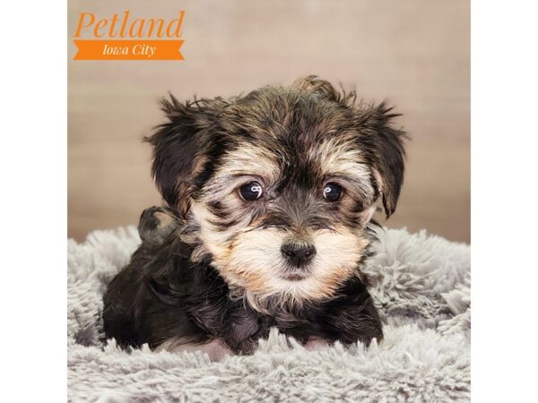 Morkie-Dog-Female-bl & tn-18481-Petland Iowa City, Iowa