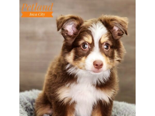 Australian Shepherd Dog Female Red Black / White 18474 Petland Iowa City, Iowa