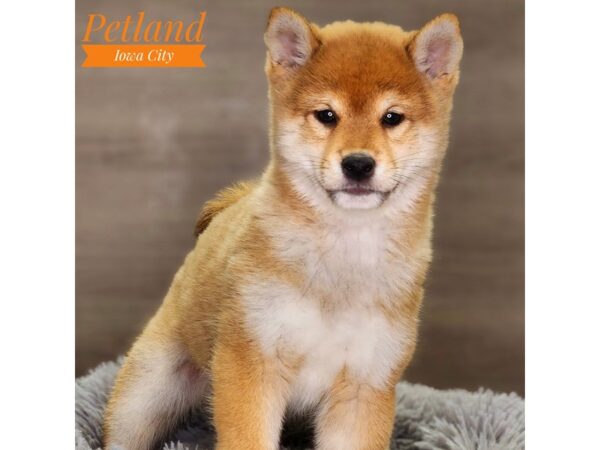 Shiba Inu Dog Male Red 18472 Petland Iowa City, Iowa