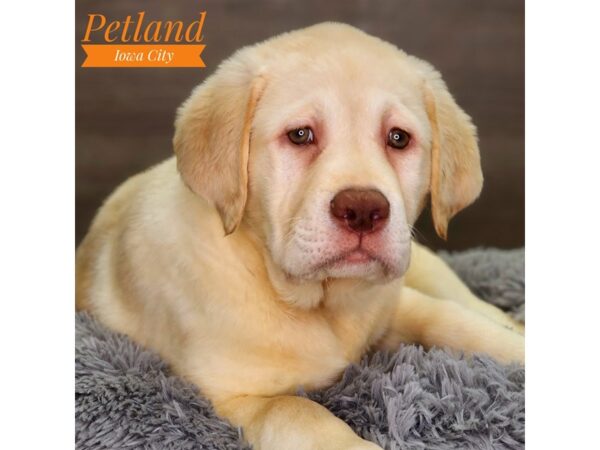 Labrador Retriever Dog Male Yellow 18470 Petland Iowa City, Iowa