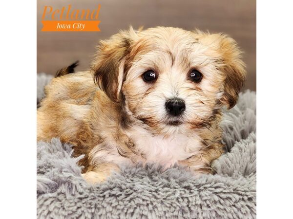 Morkie Dog Female brown 18480 Petland Iowa City, Iowa