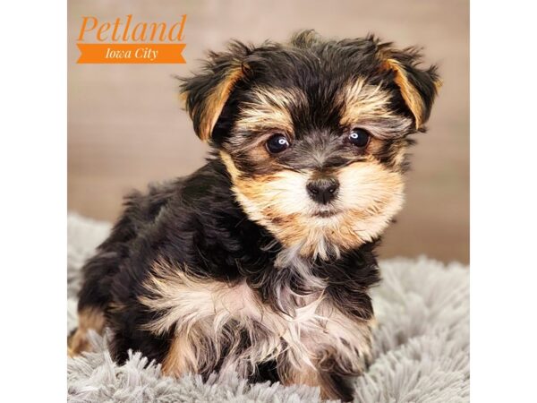 Morkie Dog Female blk & tn 18482 Petland Iowa City, Iowa