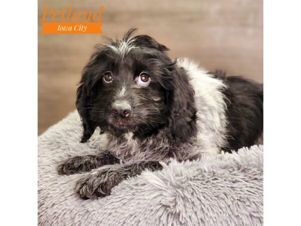 Poodle/Newfoundland Dog Female Black / White 18478 Petland Iowa City, Iowa