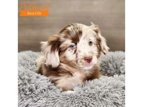 Aussiedoodle Dog Female rd mrl 18484 Petland Iowa City, Iowa