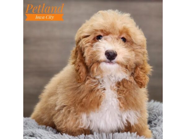 Poodle Dog Female Apricot 18471 Petland Iowa City, Iowa