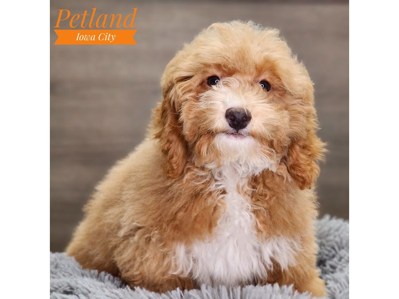 Poodle Dog Female Apricot 18471