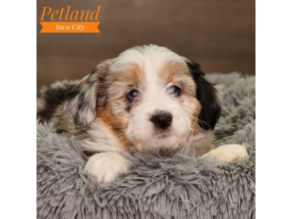 Aussiedoodle Dog Female blue merle 18485 Petland Iowa City, Iowa