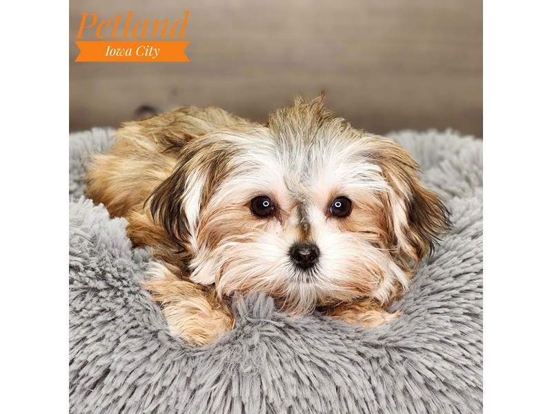 Morkie Dog Female gld 18464