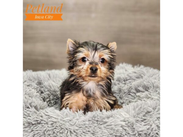 Yorkshire Terrier Dog Female bl & gld 18490 Petland Iowa City, Iowa