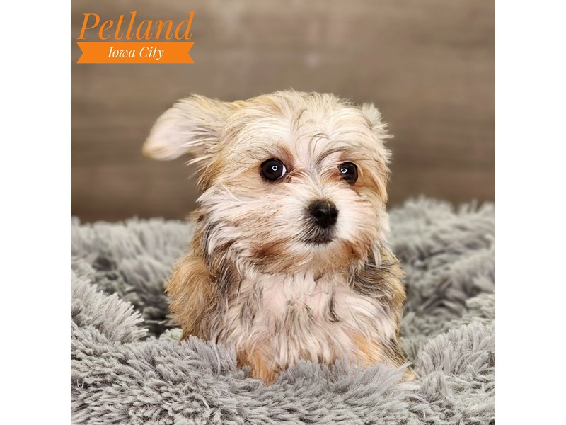 Morkie Dog Female gld 18489