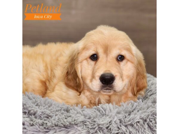 Golden Retriever Dog Male gldn 18486 Petland Iowa City, Iowa