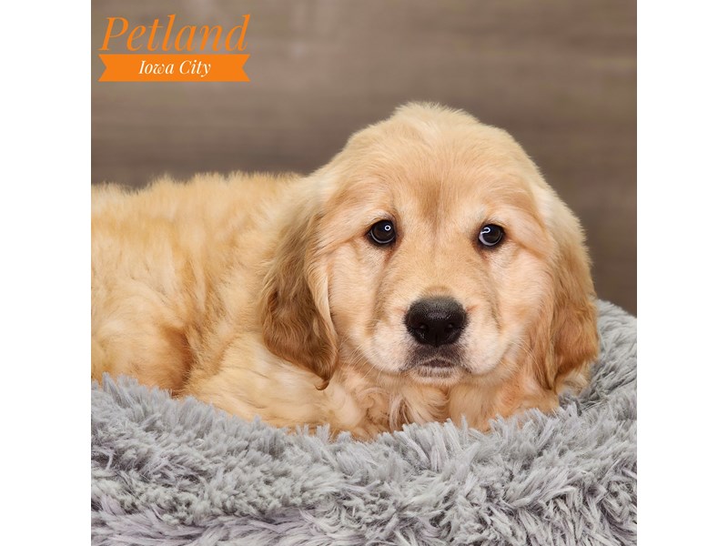 Golden Retriever Dog Male gldn 18486