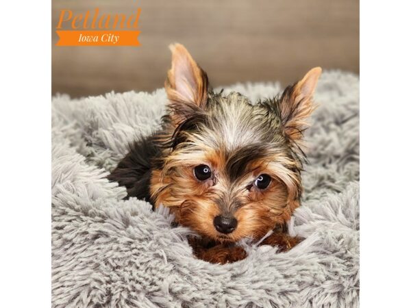 Yorkshire Terrier Dog Female bl & gld 18487 Petland Iowa City, Iowa