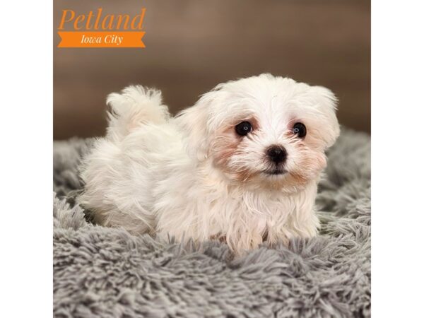 Maltese Dog Male wh 18488 Petland Iowa City, Iowa