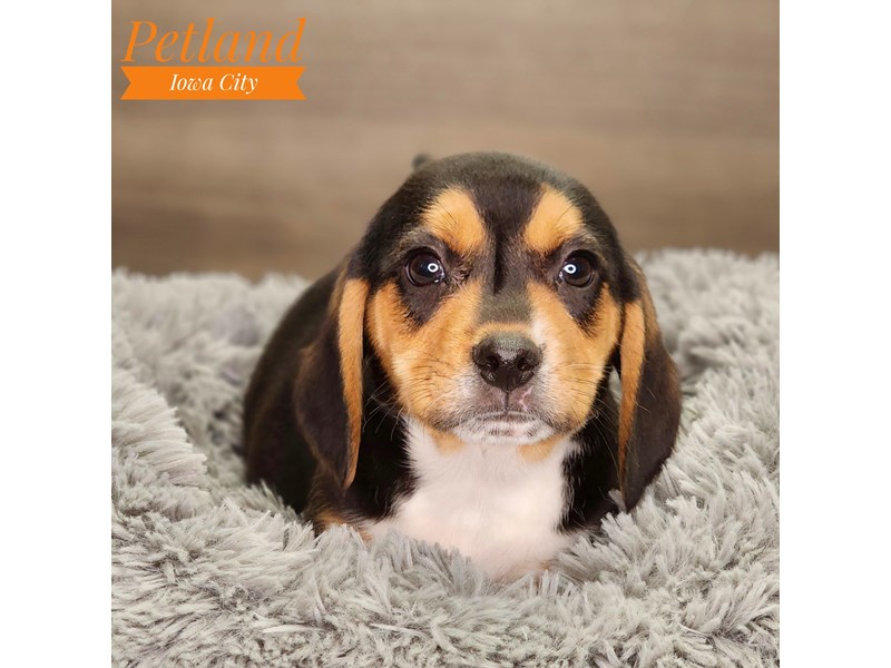 Beagle Dog Male Black Tan / White 18492
