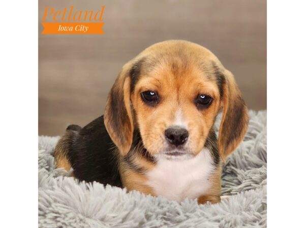 Beagle Dog Female Black Tan / White 18491 Petland Iowa City, Iowa