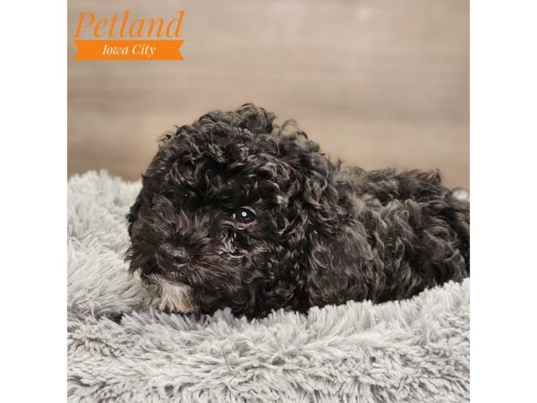 Poodle Dog Male Black 18496 Petland Iowa City, Iowa