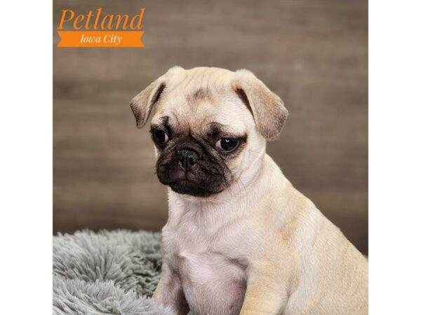 Pug-Dog-Female-Fawn-18500-Petland Iowa City, Iowa