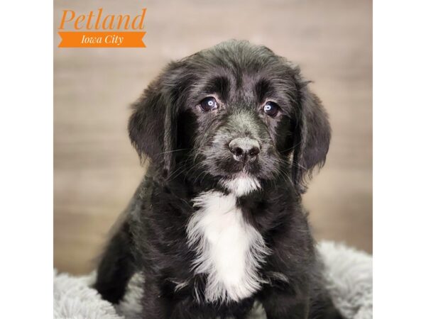 Labradoodle Mini Dog Female Black 18508 Petland Iowa City, Iowa