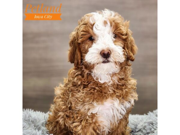 Goldendoodle Mini 2nd Gen Dog Female Red 18505 Petland Iowa City, Iowa