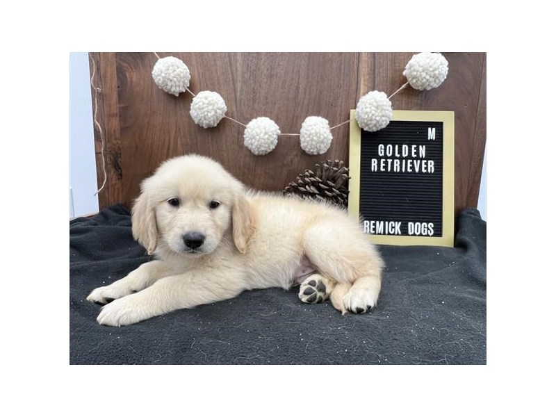Golden Retriever Dog Male Golden 18516