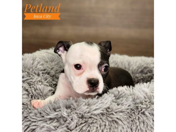 Boston Terrier Dog Male Black / White 18493 Petland Iowa City, Iowa